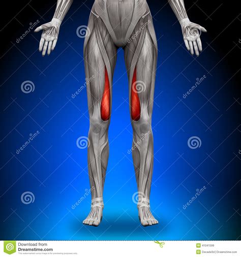 Physiology, structure, medical profession, morphology, healthy. Vastus Medialis - Female Anatomy Muscles Stock Illustration - Illustration of health, medical ...