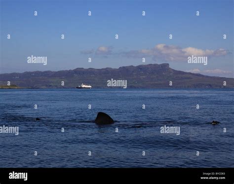 Uk Scotland Inverness Shire Sea Of Hebrides Basking Shark And The