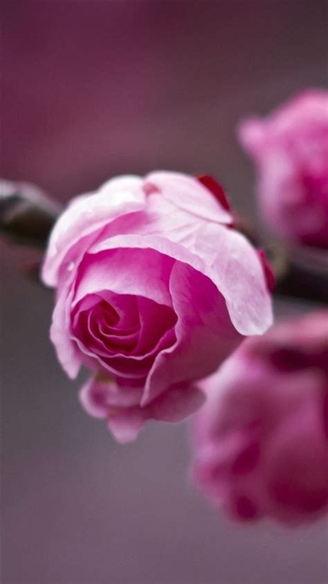 Nature Beautiful Pink Flower Bud Macro Iphone 8 Wallpapers Free Download