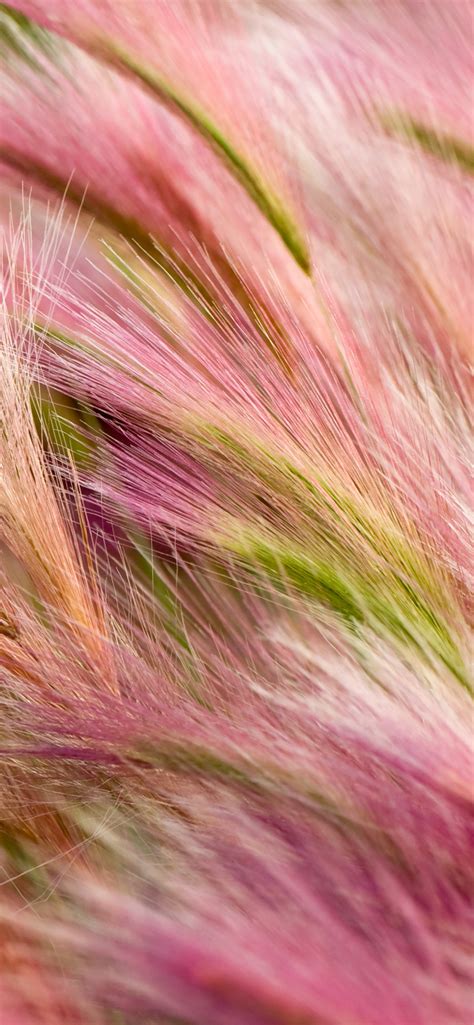 Foxtail Barley Wallpaper 4k Aesthetic Os X Mavericks Pink Landscape