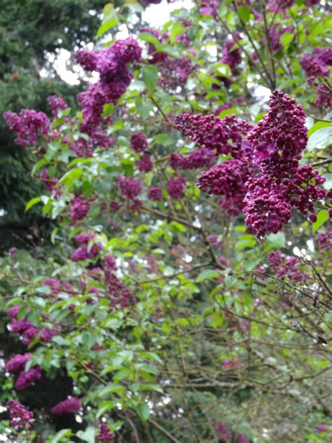 In Bloom – Lilacs! | La Famiglia Design Blog