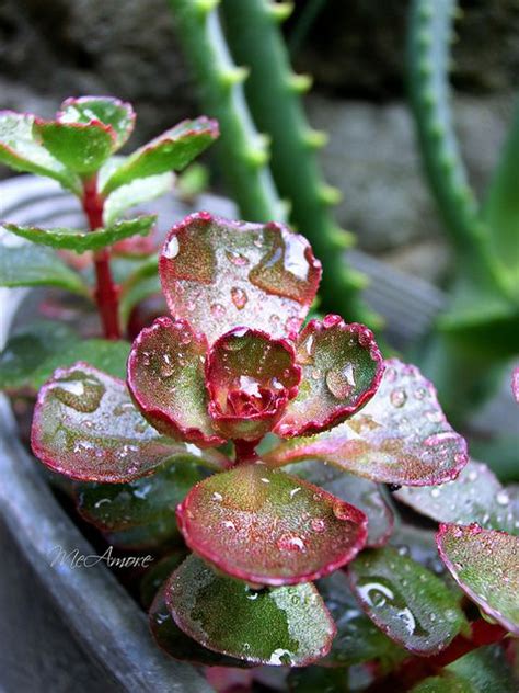 Los cactus son de las suculentas más populares, su belleza singular y exótica hacen de ellos especies muy valoradas cómo cuidar de nuestros cactus en invierno. cuidado de suculentas en invierno y temporada de lluvias ...