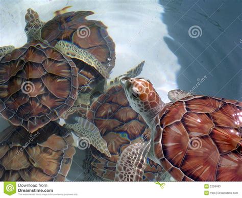 Green Sea Turtles Group Stock Image Image Of Ecological