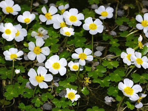 This wild growing, common species is supposed to have analgesic properties. Ranunculus peltatus (Pond Water Crowfoot) | World of ...