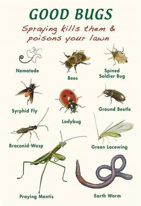 This is a particularly bad grasshopper year for many people. Good vs. Bad Bugs in Your Garden | Dengarden