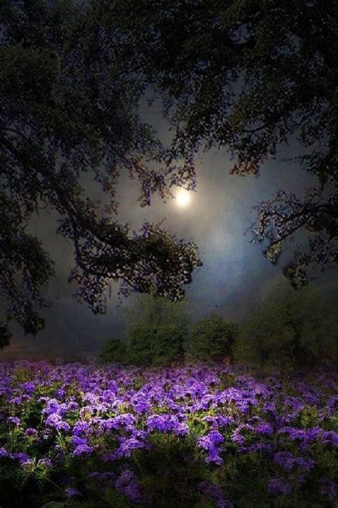Purple Flowers Under The Moon Beautiful Nature Beautiful Moon Nature