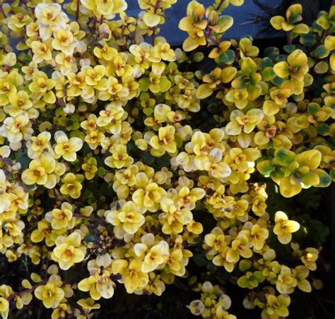 Buy Thymus Doone Valley In The Uk Smoke Bush Ground Cover Rockery