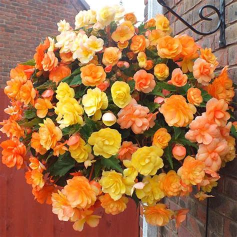 Begonia Apricot Fiery Shades Mix Tubers X 10 Gardening Direct