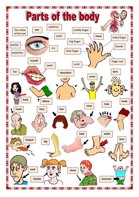 Please feel free to download, print and use. Parts of the body 1 worksheet - Free ESL printable worksheets made by teachers
