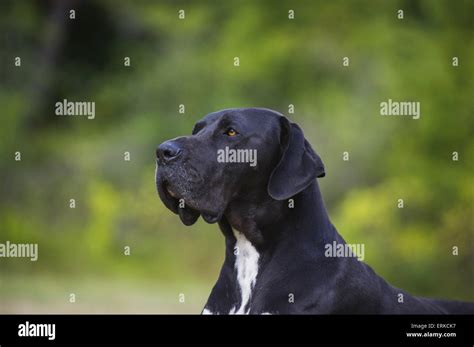 Great Dane Portrait Hi Res Stock Photography And Images Alamy