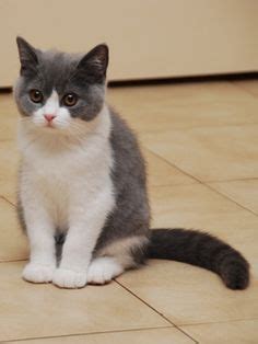 Maybe you would like to learn more about one of these? CAT 02 AL0041 01 - British Shorthair Calico Sitting On ...