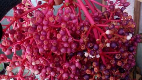 Hanya sebahagian proses melukis sempat dirakam. Gambar Buah Warna Ungu - Gambar Buah Buahan