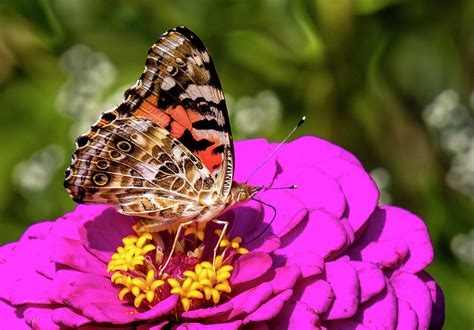 Painted Lady Butterfly Photograph By Leigh Scott Fine Art America