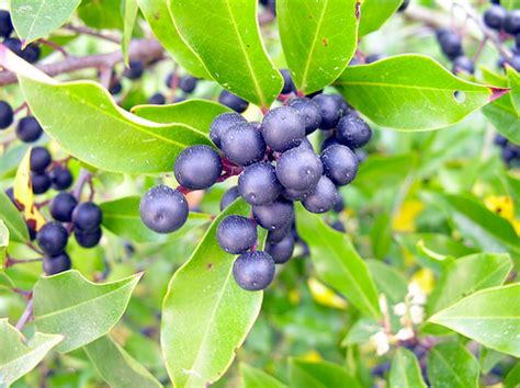 We did not find results for: Tree Identification: Prunus caroliniana - Carolina Laurel ...