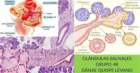 Histologia Glandulas Salivales Dana