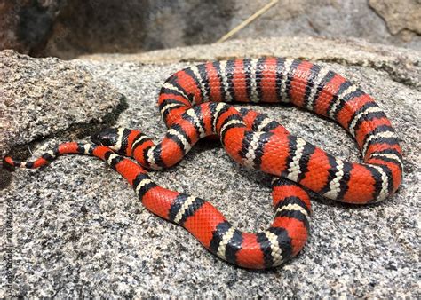 California Mountain Kingsnake Lampropeltis Zonata Pulchra In Its