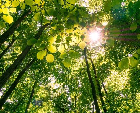 Sun Rays Shining Through Trees Of A Forest Stock Photo Image Of Fresh