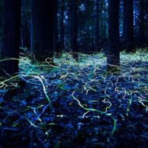 Chasing Fireflies Track