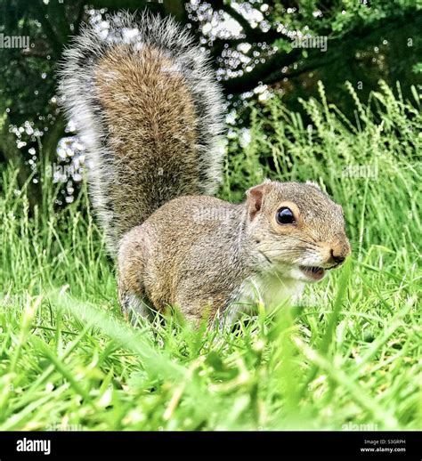 A Young Eastern Gray Squirrel In The Undergrowth Stock Photo Alamy