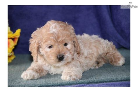 Highly social and playful at times, but also easily transitions into a cuddly. Rocket Me: Cockapoo puppy for sale near Lancaster ...