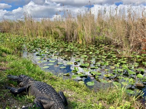 Visiting Everglades National Park The Parks Expert Guide