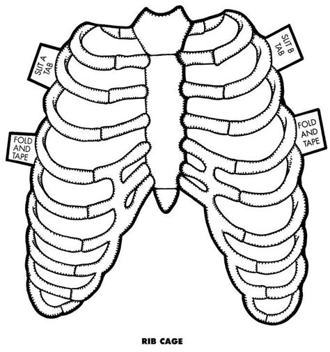 Que es el sistema circulatorio para niños de inicial. Aparato respiratorio: caja torácica. | Actividades ...