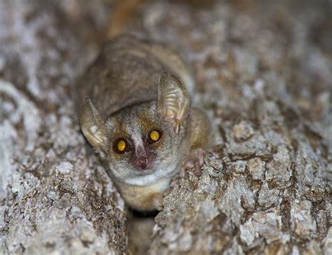 Red Tailed Sportive Lemur Photograph By Science Photo Library