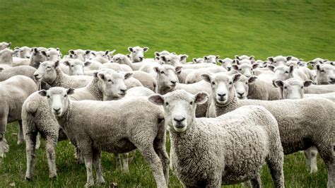 Integrating Sheep Into Organic Production Ecofarming Daily