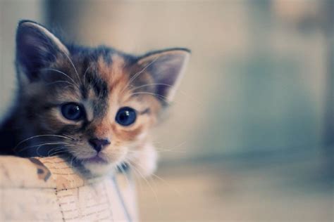 We did not find results for: Cool Cat Backgrounds ·① WallpaperTag