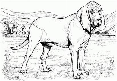 Coloring Dog Realistic Pages Printable Animal Colouring