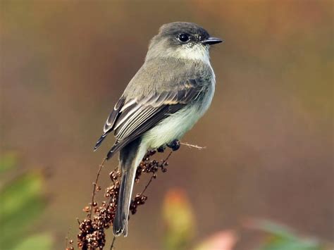 Eastern Phoebe Photos And Videos For All About Birds Cornell Lab Of