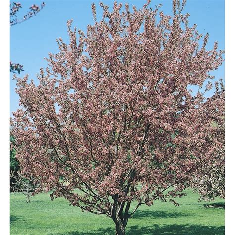 1268 Gallon Multicolor Crabapple Flowering Tree In Pot With Soil