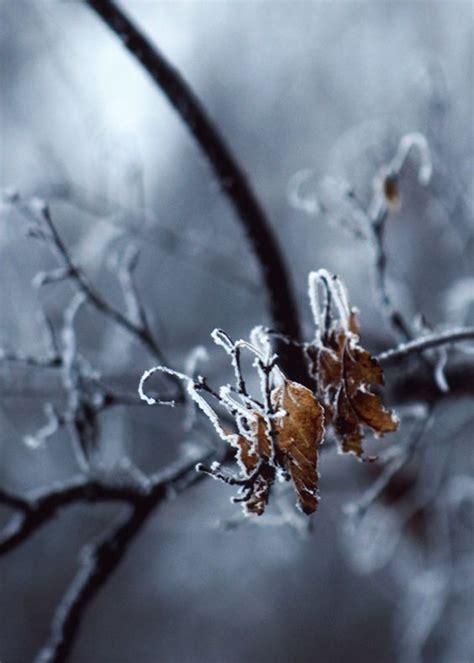 Pin By Maria Maria Maria On Beautiful Photography Winter