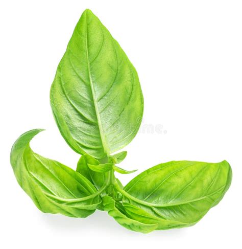 Fresh Green Basil Leaves Isolated On White Background Top View Basil