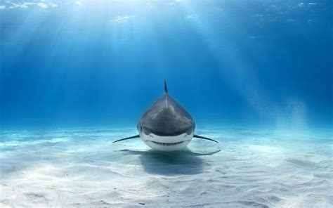 Shark Desktop Wallpapers Top Free Shark Desktop Backgrounds