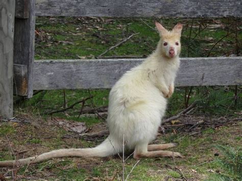 During their first years, the colors of the wallabies changed depending on the place where they played. Image result for wallabies | Animals, Wallaby, Kangaroo