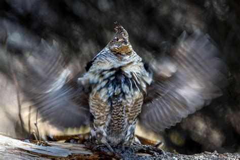 12 Fascinating Bird Behaviors From The 2019 Audubon Photography Awards