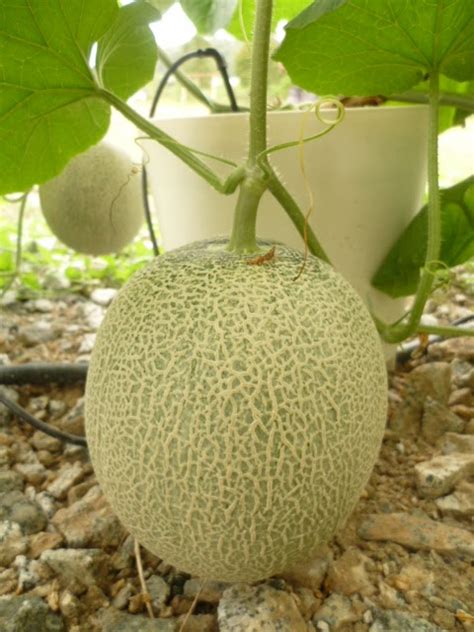 Kota tinggi merupakan salah sebuah daerah yang terdapat di negeri johor, malaysia. Kemahiran YPJ: Penanaman Rock Melon oleh Pelajar Kursus ...