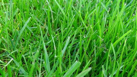 Tall Fescue Vs Kentucky Bluegrass Which Is Better To Choose