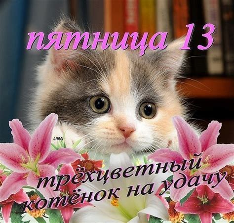 Check spelling or type a new query. Открытка "Пятница 13 трехцветный котенок на удачу"