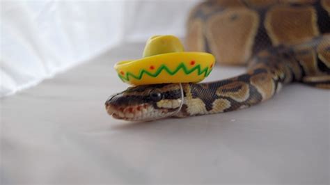 Snakes Wearing Hats Sick Chirpse