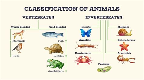 Free Vector Hand Drawn Classification Of Animals Infographic