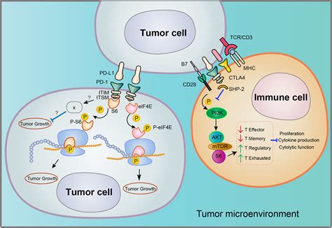 Frontiers Cancer Cell Intrinsic Pd 1 And Implications In