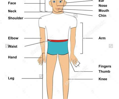 Any External Parts Of The Human Body Body Part Visible Externally