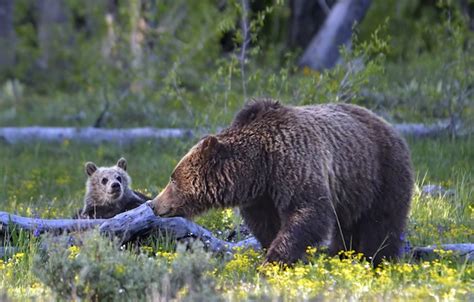 The Only Cub Of Americas Most Famous Grizzly Bear Was Just Killed