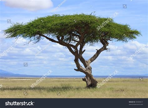 Large Acacia Tree Open Savanna Plains Stock Photo 94409617 Shutterstock
