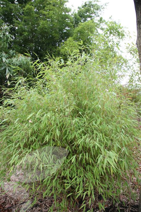 Buy Umbrella Bamboo Fargesia Murielae Delivery By Crocus