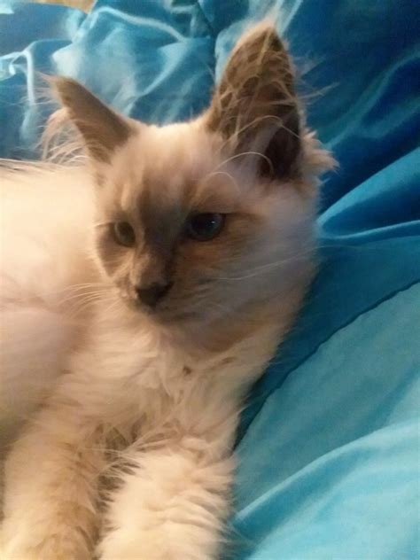 Balinese Cat For Sale