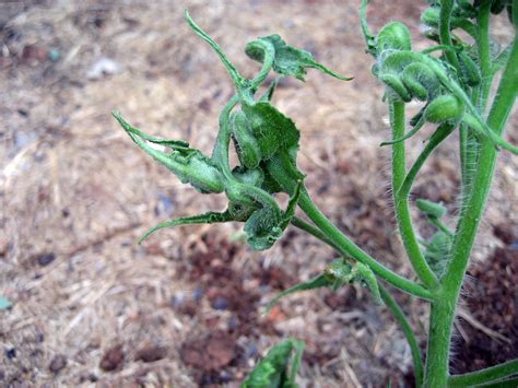 Tomato Plant With Leaf Roll The Leaves Are Gnarled This P Flickr
