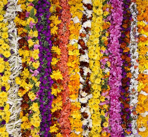 Indian Flower Garlands Photograph By Tim Gainey